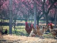 浪漫的雪后浅山