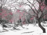 浪漫的雪后浅山