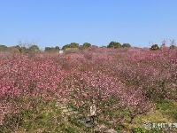 春回大地，这里的梅开成了花海！