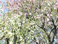 荆州：红梅花开满园春 居民竞相赏花来