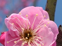 中山公园春意浓