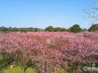 春回大地，这里的梅开成了花海！