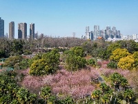中山公园楚梅园400株梅树将迎来盛花期