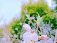 美图丨桃花朵朵开