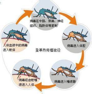 多国确诊超万例，严重可致死！突发高烧请注意