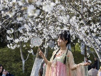 赏樱正当时！中山公园早樱如云似霞