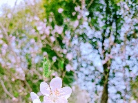 美图丨桃花朵朵开