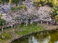 赏樱正当时！中山公园早樱如云似霞
