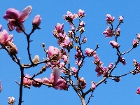 【随手拍春天】紫玉兰——古城墙边最优雅的春天使者