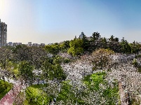 赏樱正当时！中山公园早樱如云似霞