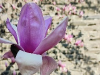 【随手拍春天】紫玉兰——古城墙边最优雅的春天使者