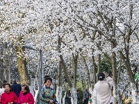 赏樱正当时！中山公园早樱如云似霞