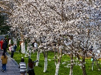 赏樱正当时！中山公园早樱如云似霞