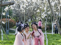 赏樱正当时！中山公园早樱如云似霞