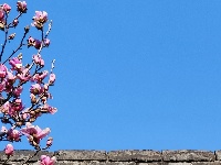 【随手拍春天】紫玉兰——古城墙边最优雅的春天使者