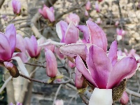 【随手拍春天】紫玉兰——古城墙边最优雅的春天使者