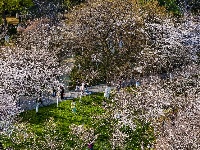 赏樱正当时！中山公园早樱如云似霞