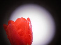 网友美拍：荆州园博园的春天