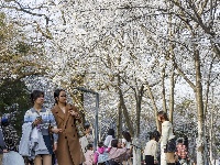 赏樱正当时！中山公园早樱如云似霞