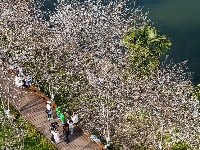 赏樱正当时！中山公园早樱如云似霞