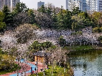 赏樱正当时！中山公园早樱如云似霞