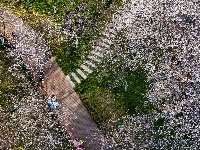 赏樱正当时！中山公园早樱如云似霞