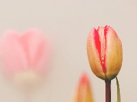 网友美拍：荆州园博园的春天