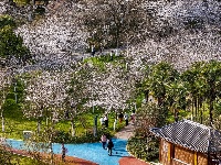 赏樱正当时！中山公园早樱如云似霞