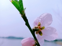 美图丨桃花朵朵开