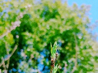 美图丨桃花朵朵开