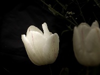 网友美拍：荆州园博园的春天