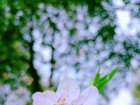 美图丨桃花朵朵开