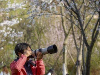 赏樱正当时！中山公园早樱如云似霞