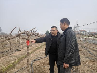 公安县：多措并举帮助葡萄种植户恢复生产