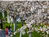 赏樱正当时！中山公园早樱如云似霞