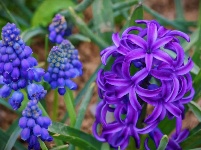 网友美拍：荆州园博园的春天