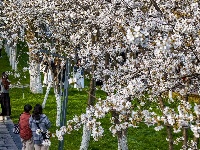 赏樱正当时！中山公园早樱如云似霞