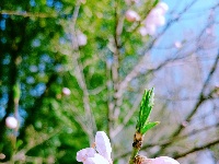 美图丨桃花朵朵开