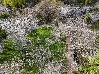 赏樱正当时！中山公园早樱如云似霞