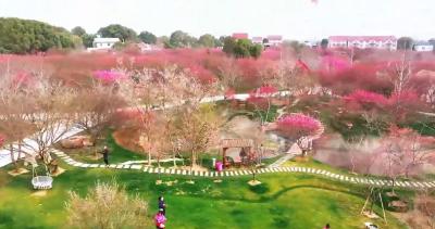 一镜到底丨荆州花正开——恒荣梅园 