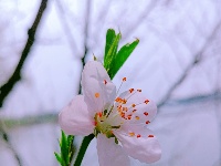 美图丨桃花朵朵开