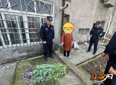 让“罪恶之花”无处绽放 荆州区公安铲除罂粟626株