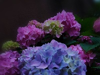 网友美拍丨花姿招展 这样的绣球怎能不爱？