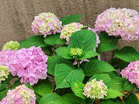 网友美拍丨花姿招展 这样的绣球怎能不爱？