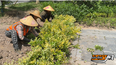 多点发力：荆州区城管实施“5项举措”开展入夏绿化管养行动 