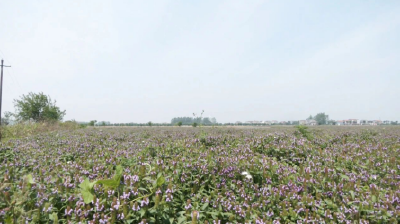 江陵：花香四溢遍全域 夏枯种植促增收