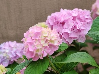 网友美拍丨花姿招展 这样的绣球怎能不爱？