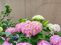 网友美拍丨花姿招展 这样的绣球怎能不爱？