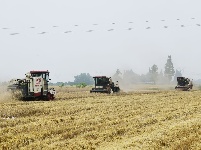 机声隆隆齐开镰 1200亩大麦被收割