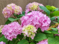 网友美拍丨花姿招展 这样的绣球怎能不爱？